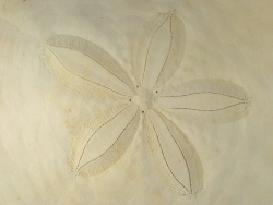 Echinodiscus auritus - Astriclypeidae