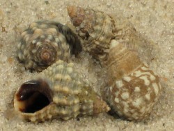 Echinolittorina natalensis - Littorinidae