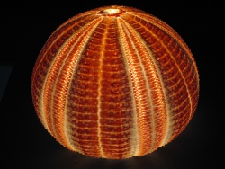 Echinus esculentus - Echinidae