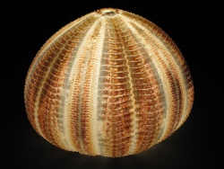 Echinus esculentus - Echinidae