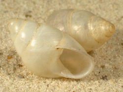 Edentulina obesa - Streptaxidae