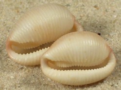 Ellatrivia merces - Triviidae