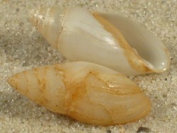 Ellobium stagnale - Ellobiidae