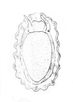 Emarginula fissura - Fissurellidae