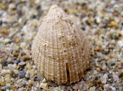 Emarginula sicula - Fissurellidae