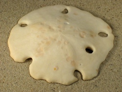 Encope borealis - Mellitidae
