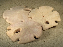 Encope grandis - Mellitidae