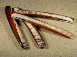 Ensis magnus - Pharidae