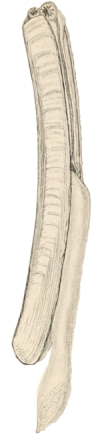 Ensis ensis - Pharidae