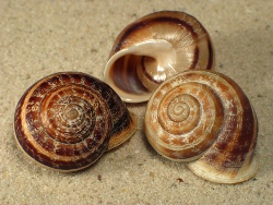 Eobania vermiculata - Helicidae