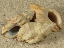 Ergalatax contracta - Muricidae