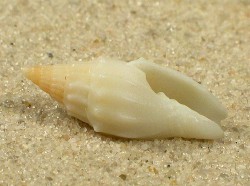 Eucithara fusiformis - Mangeliidae