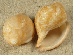 Eudolium crosseanum - Tonnidae