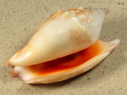 Euprotomus bulla - Strombidae