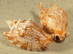 Euprotomus bulla - Strombidae