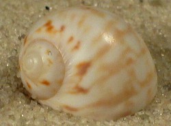 Euspira guilleminii - Naticidae