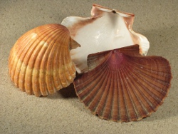 Euvola vogdesi - Pectinidae