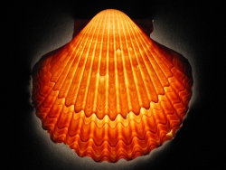 Euvola vogdesi - Pectinidae