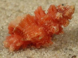 Favartia guamensis - Muricidae
