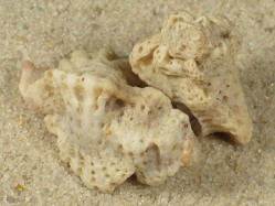 Favartia minatauros - Muricidae