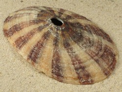 Fissurella maxima - Fissurellidae