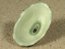 Fissurella nubecula - Fissurellidae