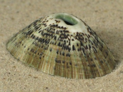 Fissurella nubecula - Fissurellidae