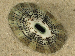 Fissurella nubecula - Fissurellidae