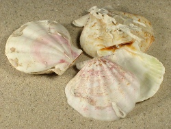 Flexopecten glaber - Pectinidae