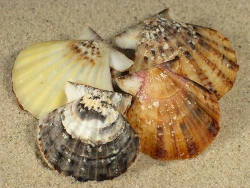 Flexopecten glaber - Pectinidae