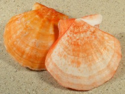 Flexopecten glaber - Pectinidae