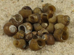 Fluminicola seminalis - Lithoglyphidae