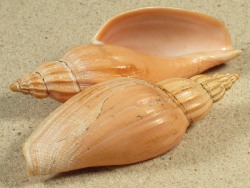 Fulgoraria noguchii - Volutidae