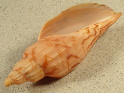 Fulgoraria hamillei - Volutidae