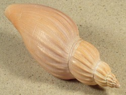 Fulgoraria hirasei - Volutidae