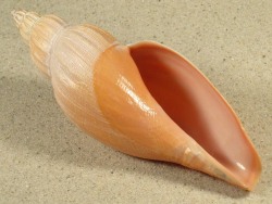Fulgoraria hirasei - Volutidae