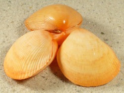 Fulvia boholensis - Cardiidae