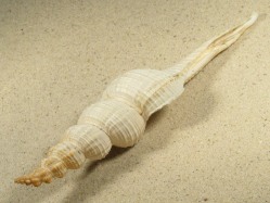 Fusinus meyeri - Fasciolariidae