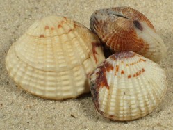 Gafrarium pectinatum - Veneridae