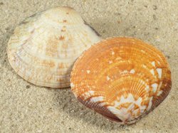 Gafrarium divaricatum - Veneridae