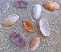 Gari costulata - Psammobiidae