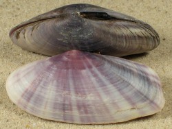 Gari elongata - Psammobiidae