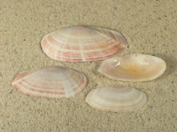 Gari fervensis - Psammobiidae