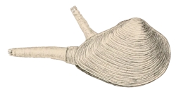 Gastrana fragilis - Tellinidae