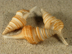 Gemmula speciosa - Turridae