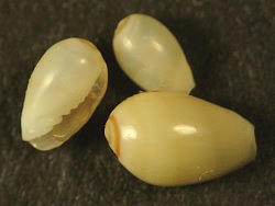 Gibberula miliaria - Cystiscidae