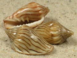 Glabella adansoni - Marginellidae