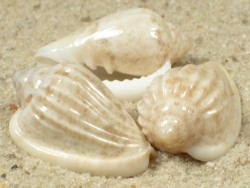 MGlabella mozambicana - Marginellidae