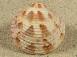 Globivenus embrithes - Veneridae