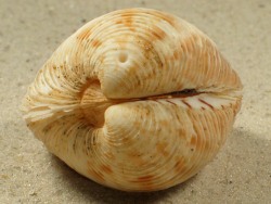 Globivenus rigida - Veneridae